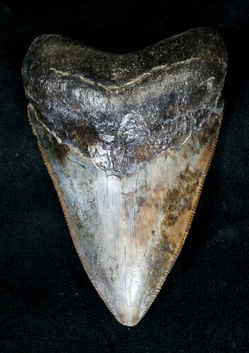 Razor Sharp Megalodon Tooth - Georgia #19206